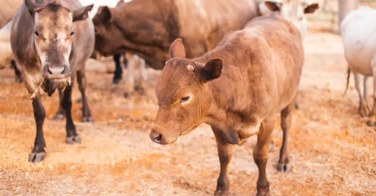 Le mucche si riconoscono tra loro? Scopri di più!