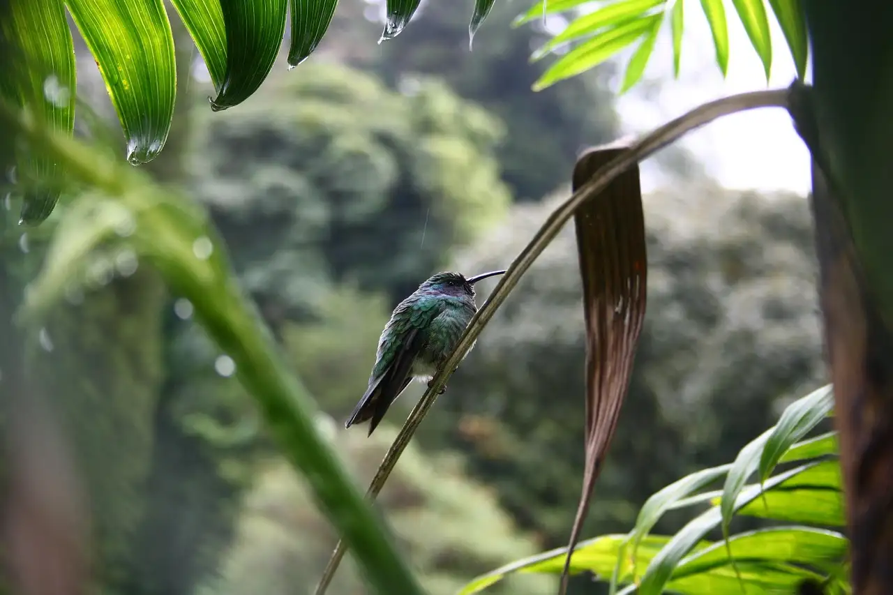 Perché Boquete è considerata la città più bella di Panama?