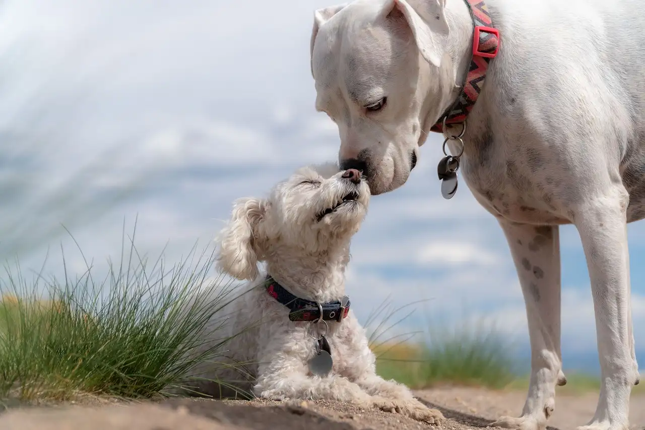 Perché è fondamentale l'esercizio fisico regolare per i cani?