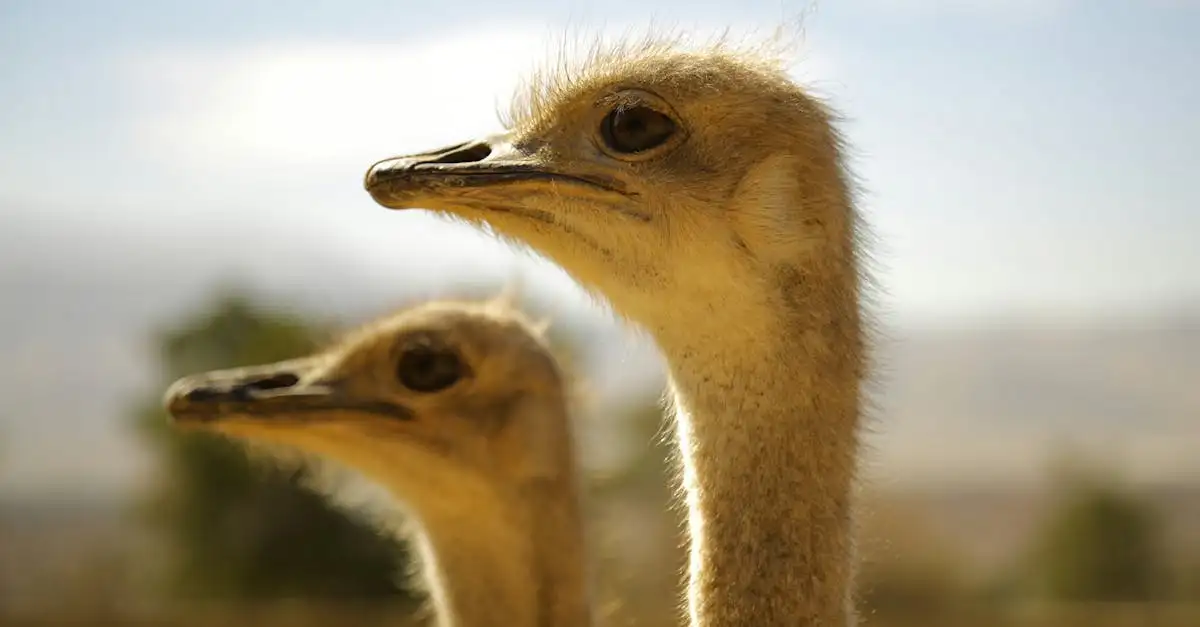 Perché gli struzzi sono gli uccelli più grandi del mondo?