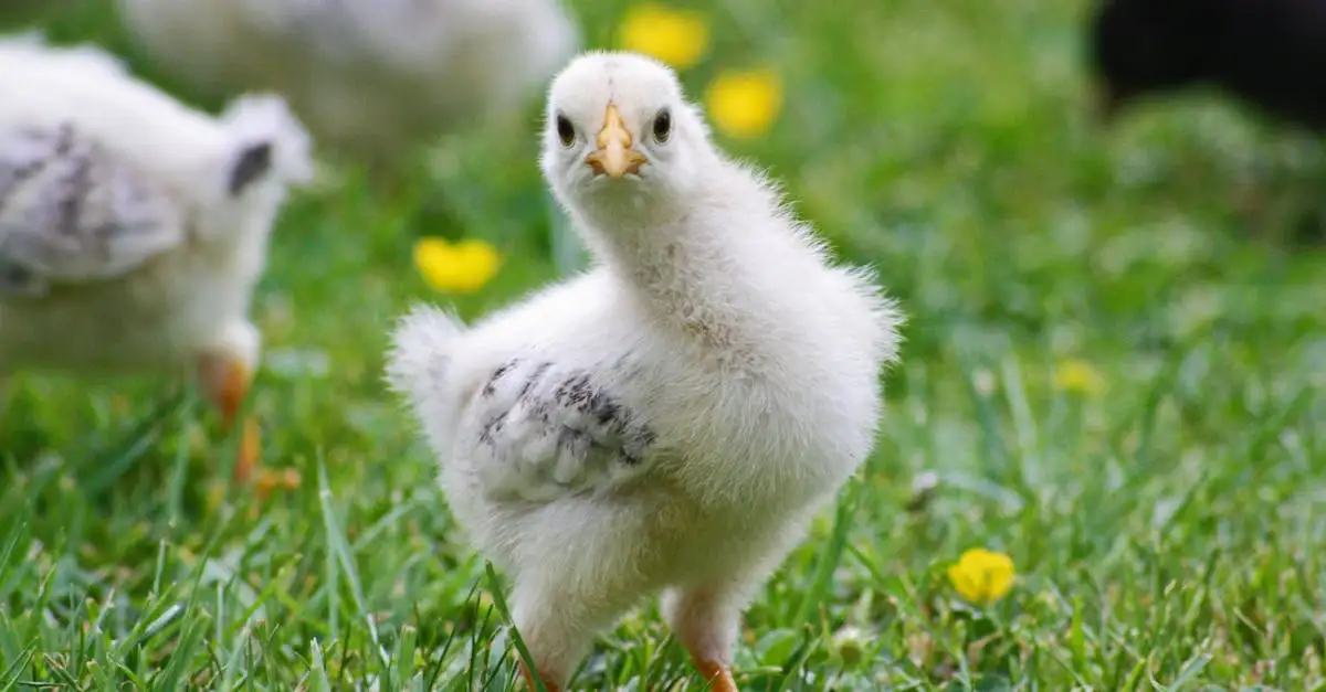 Perché le galline sono le più amate tra gli uccelli domestici?