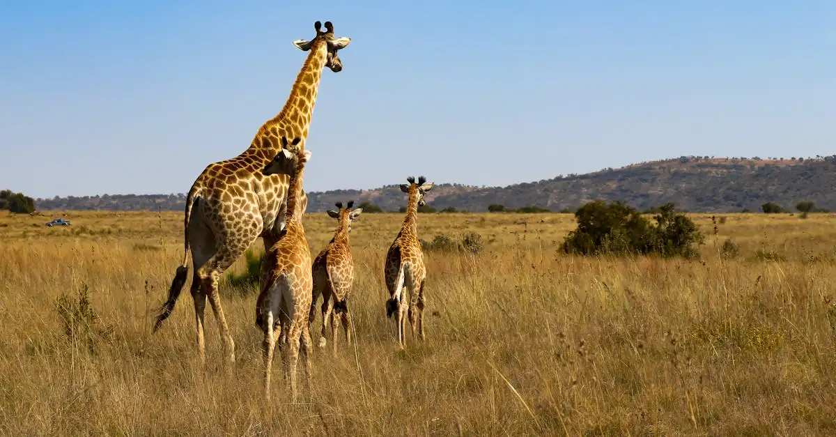 Perché le giraffe hanno il collo lungo? Scopri la risposta!