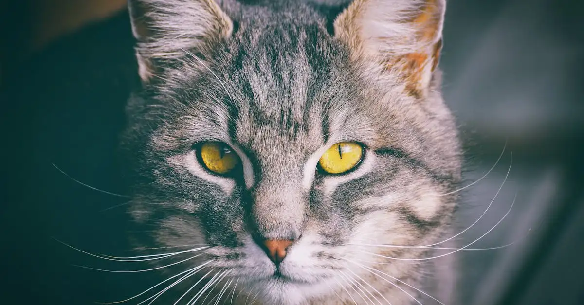 Qual è il nome scientifico del gatto domestico? Scoprilo!