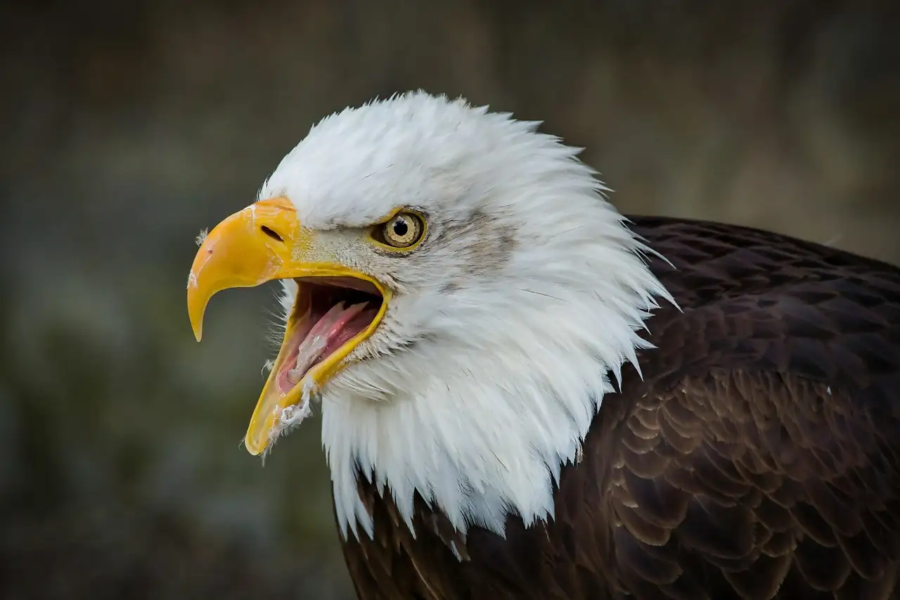 Qual è il significato dell'aquila nelle antiche culture?