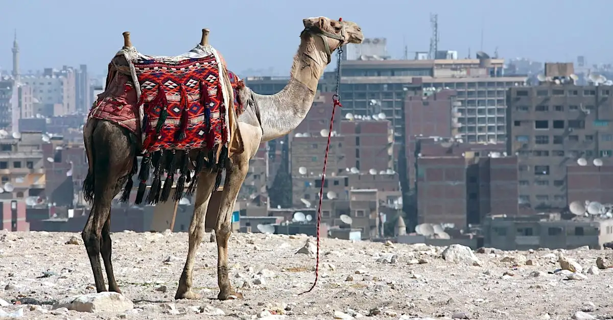 Qual è la città più vicina alle piramidi di Giza?