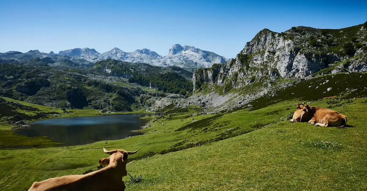 Qual è la regione spagnola dei Picos de Europa?