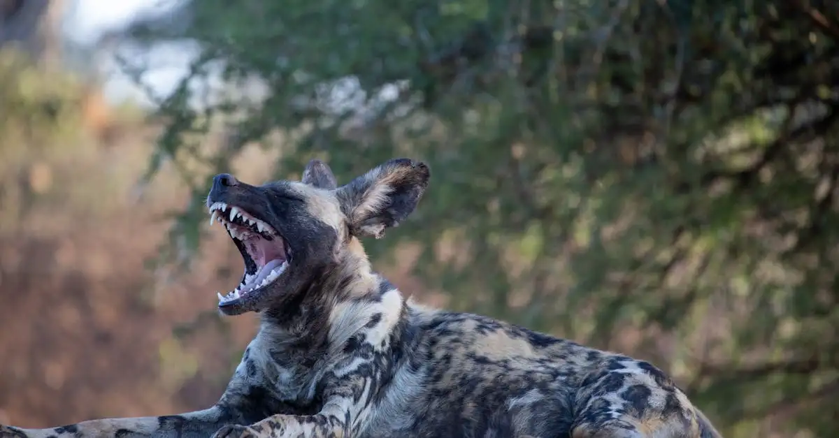 Qual è l'importanza del cane selvatico africano nell'ecosistema?