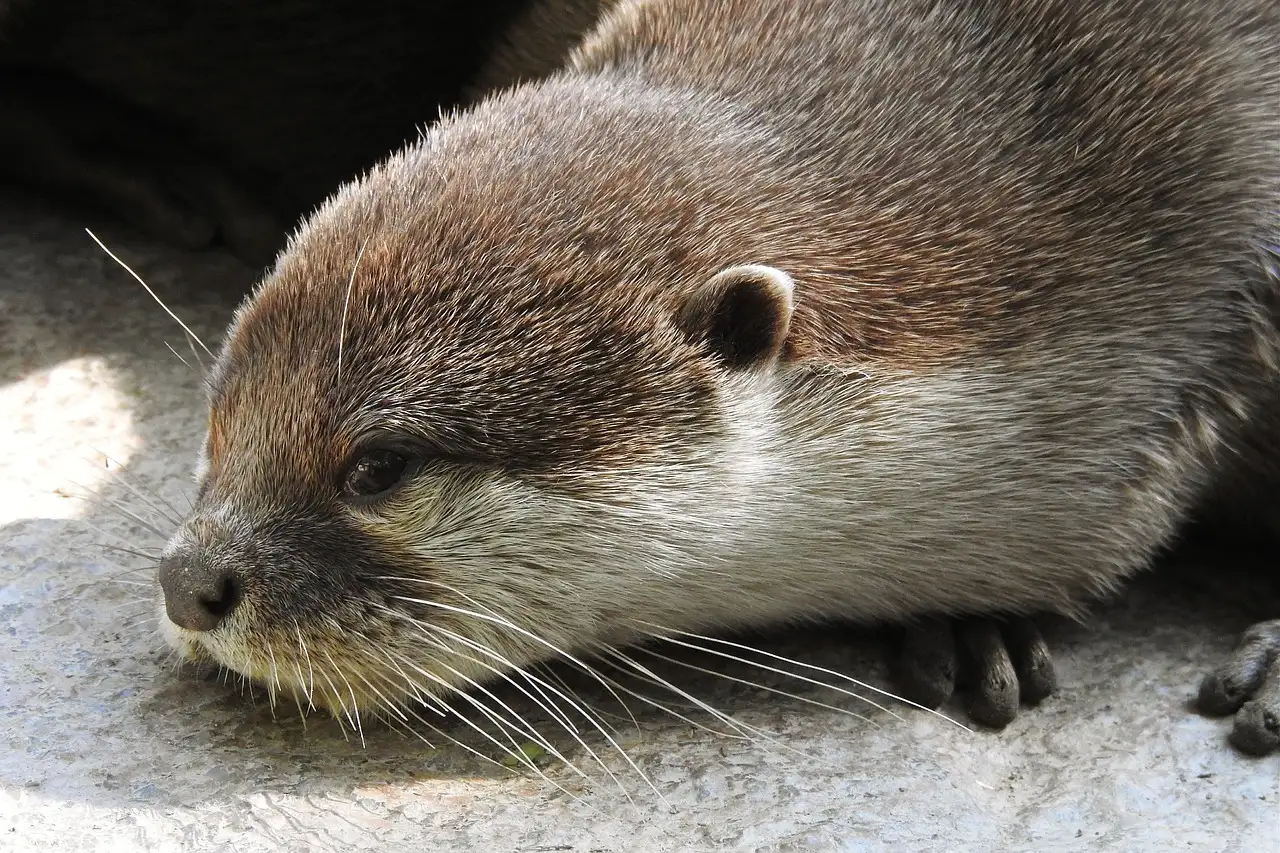 Quale ruolo aveva l'otter nella mitologia antica?