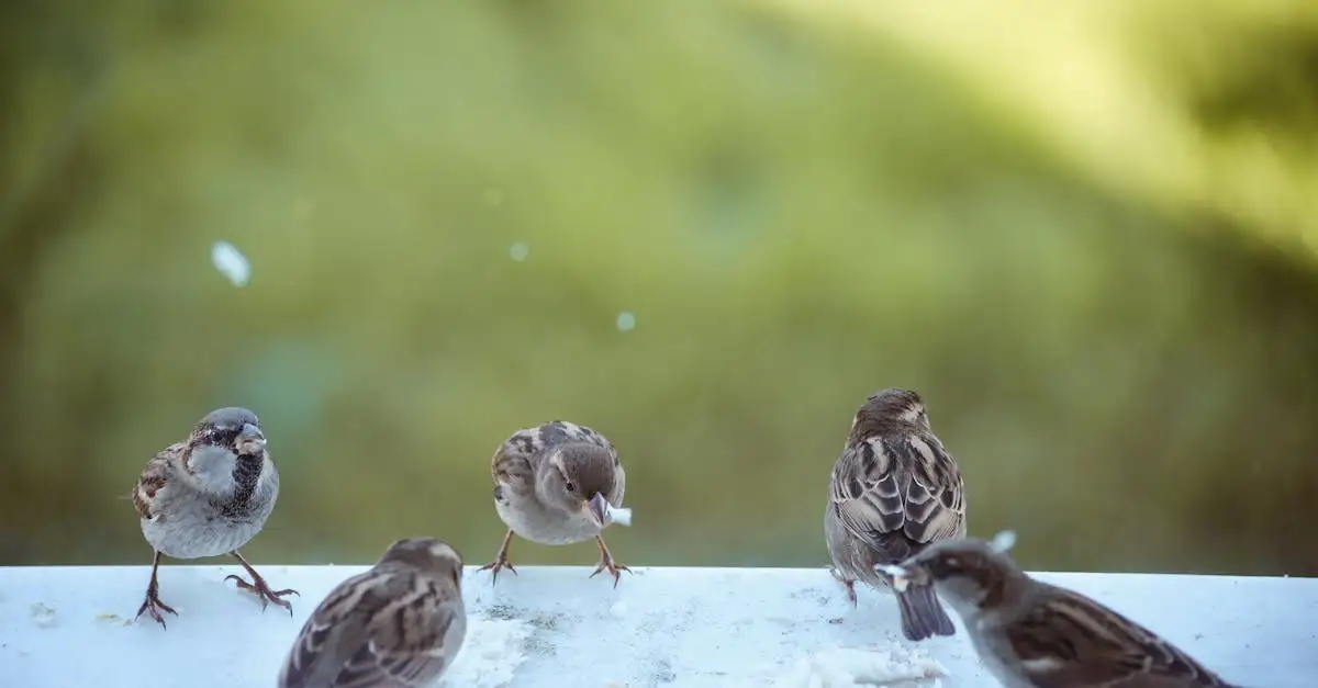 Quali sono gli uccelli più socievoli come i passeri?