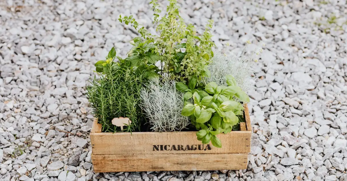 Quali sono le 3 specialità culinarie da provare in Nicaragua?
