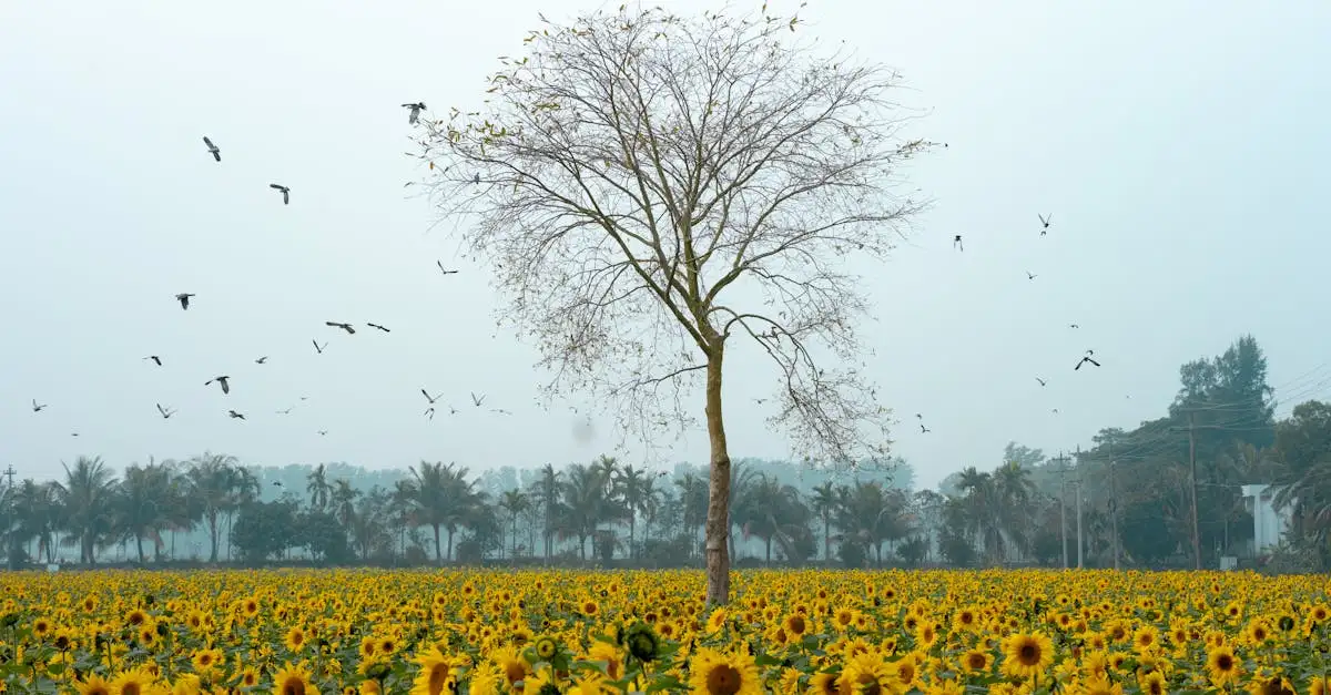 Quali uccelli aiutano l'agricoltura e perché sono importanti?