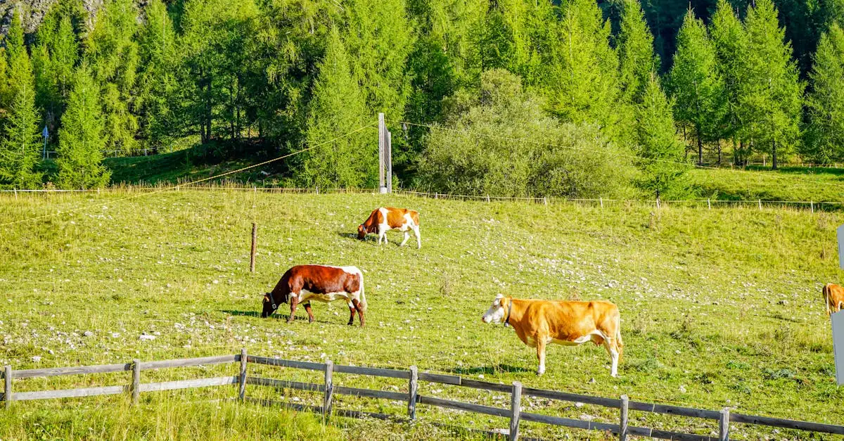 Chi è Govinda, il protettore delle mucche nella cultura?