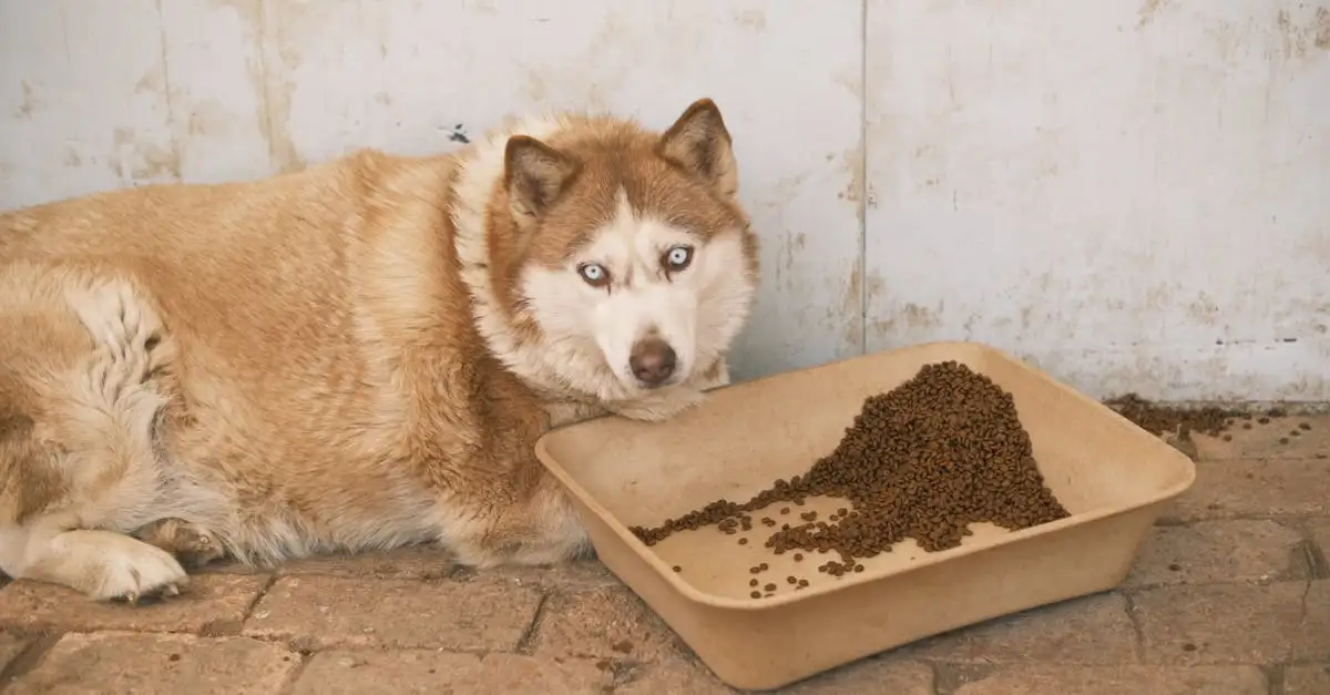 Come adottare un cane dalle organizzazioni di accoglienza?