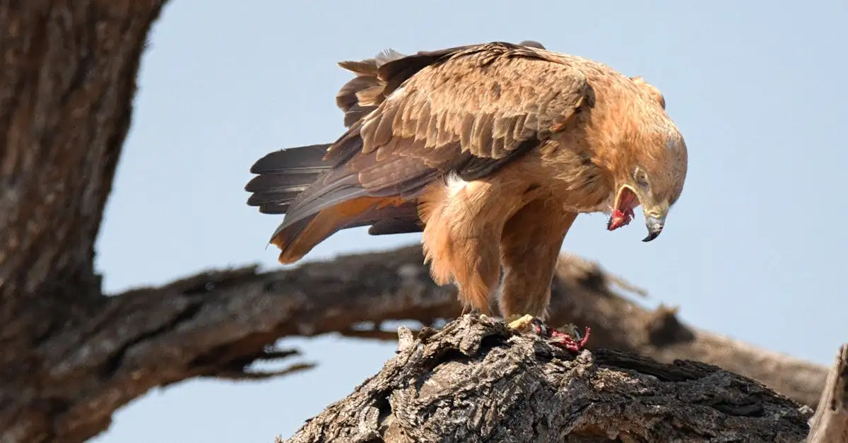Come caccia un'aquila le sue prede in modo efficace?