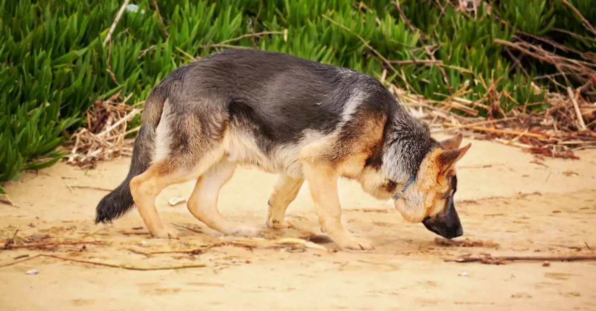 Come i cani aiutano nella ricerca evolutiva?