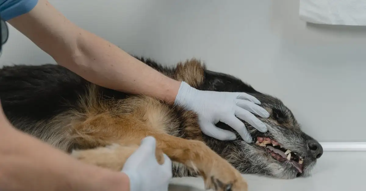 Come i cani aiutano nella ricerca evolutiva?