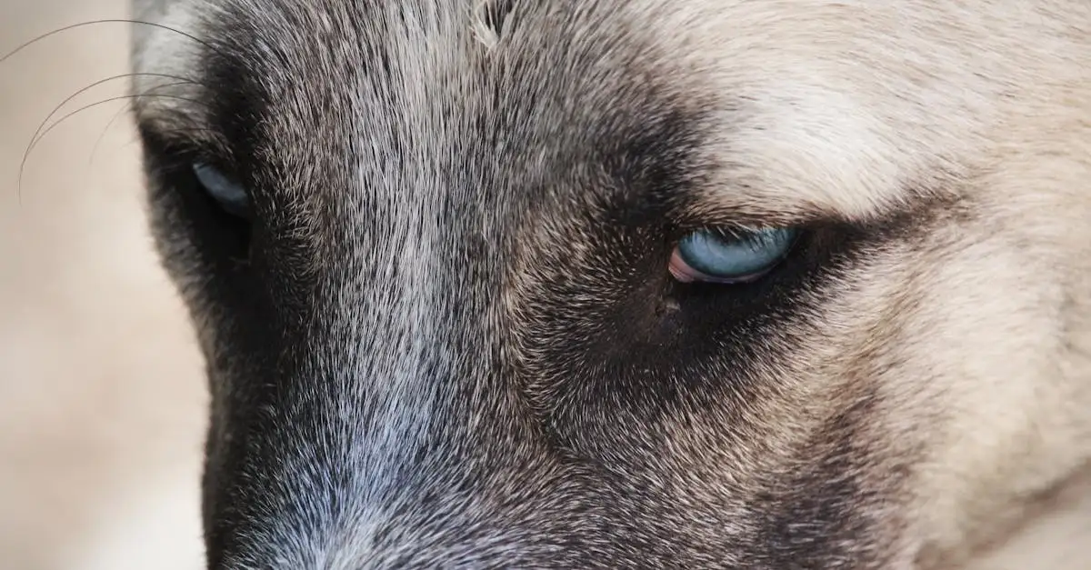 Come percepiscono i cani le emozioni umane?