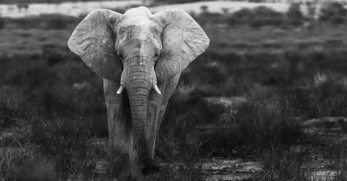 Cosa rende unico il Parco Nazionale Etosha in Namibia?