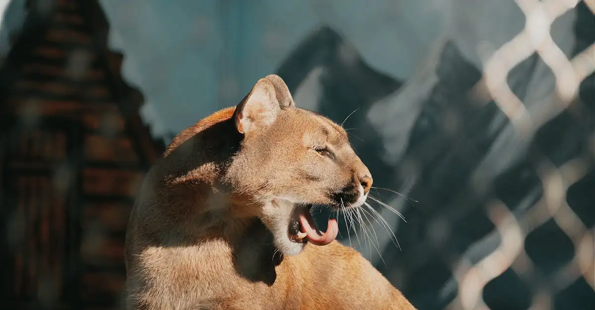 Da quale specie animale derivano i nostri gatti?