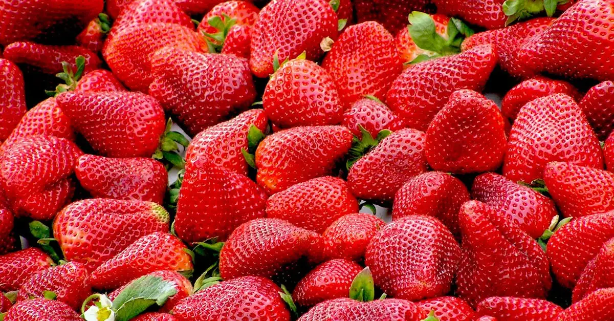 Dove si trova la maggior parte della vitamina C?