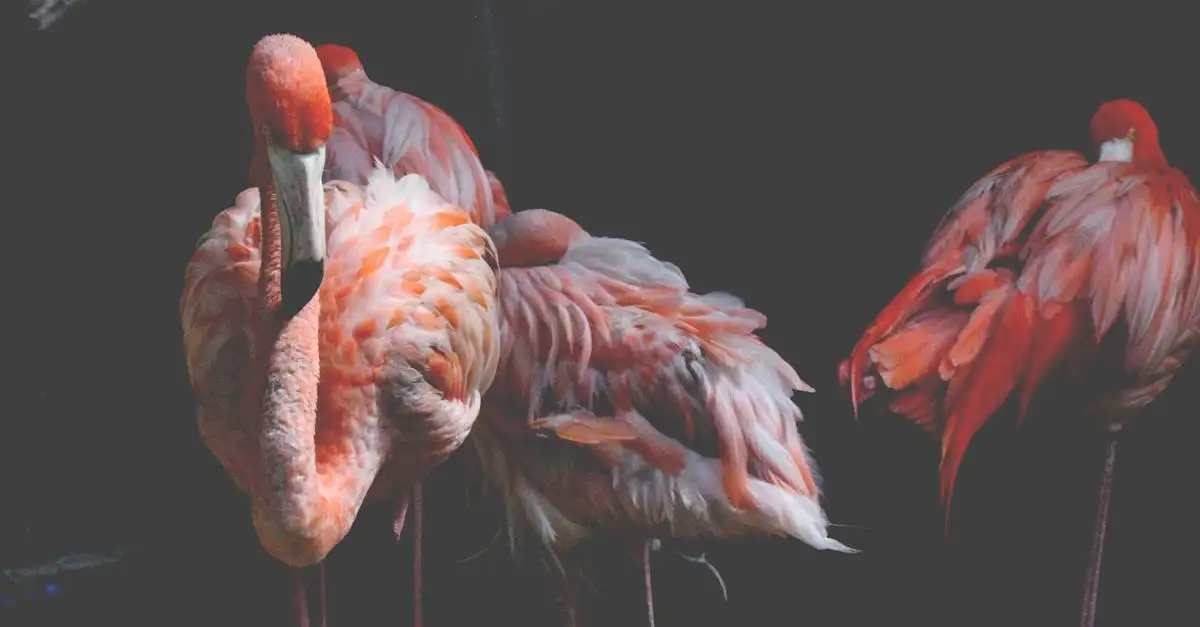 Perché i fenicotteri sono rosa? Scopri il segreto!