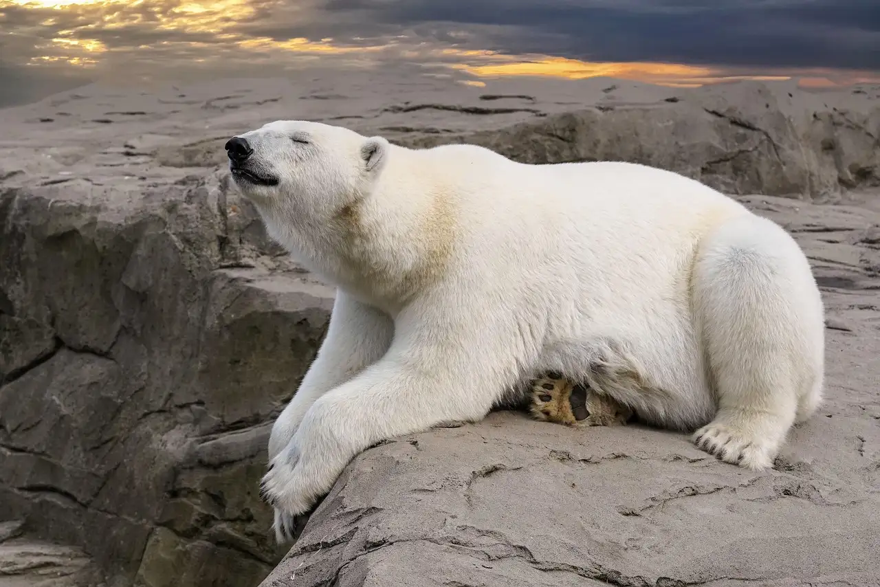 Perché il Great Bear Lake in Canada è così speciale?