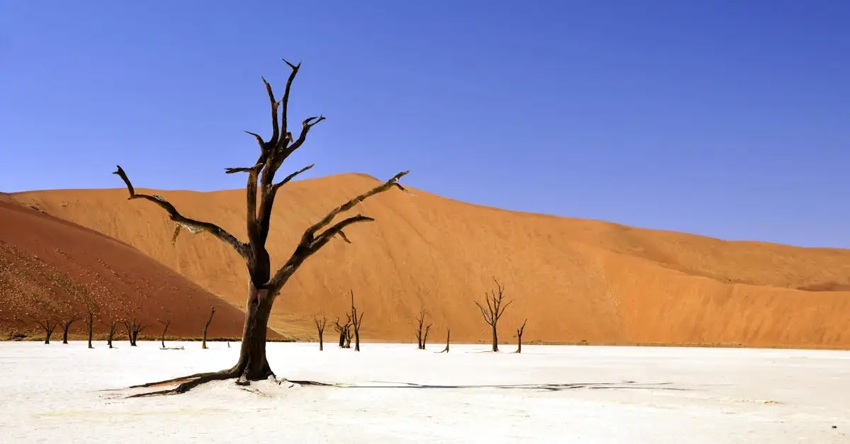 Perché Lake Eyre è unico nonostante la sua siccità?