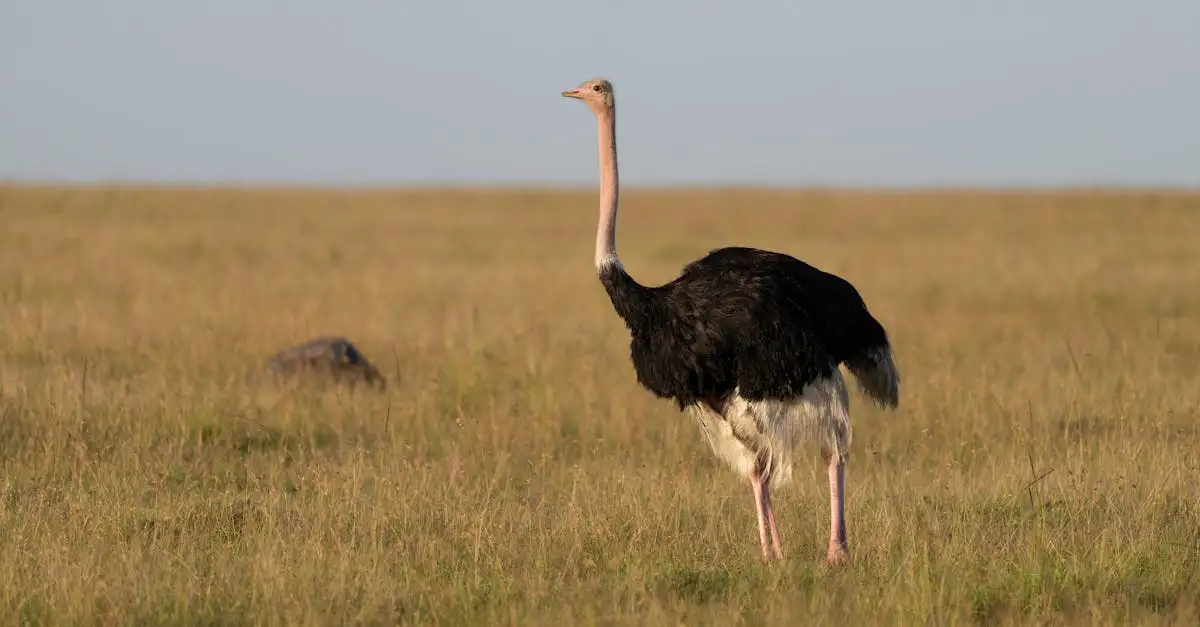 Qual è la città del Kenya per i safari nei parchi?