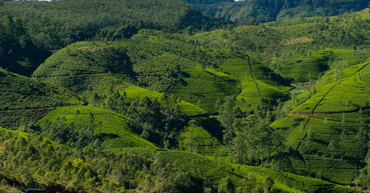 Qual è la città dello Sri Lanka famosa per il commercio del tè?