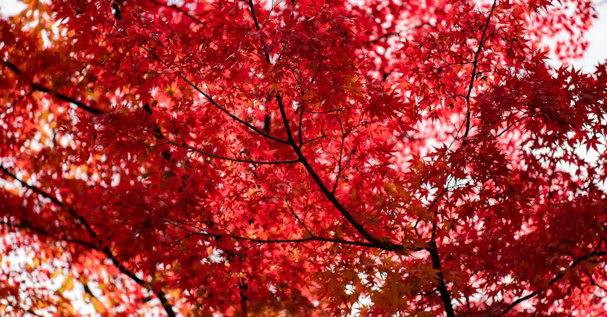 Qual è la città giapponese famosa per le foglie d'autunno?
