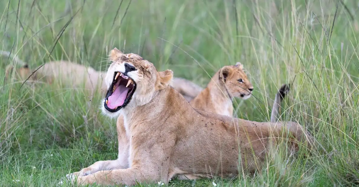 Quali sono i fattori che hanno causato l'estinzione delle specie?