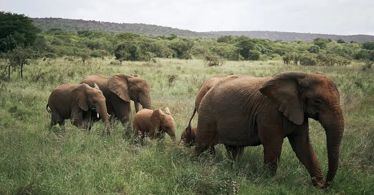 Quali sono le differenze tra elefanti africani e asiatici?