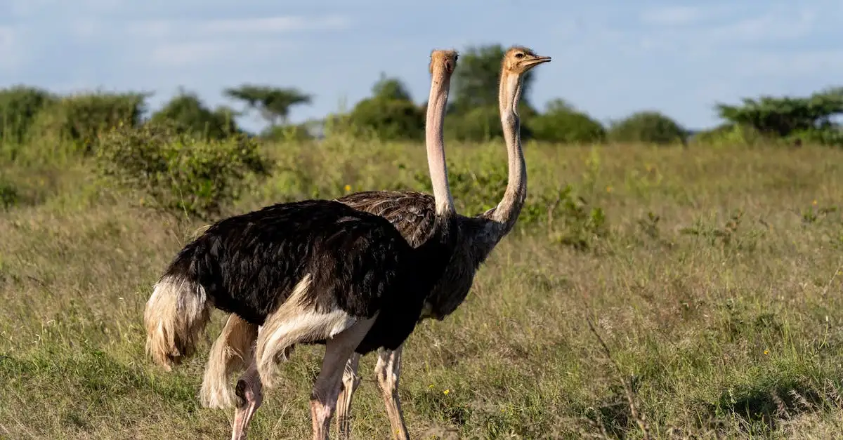 Quali sono le principali minacce per gli uccelli in natura?