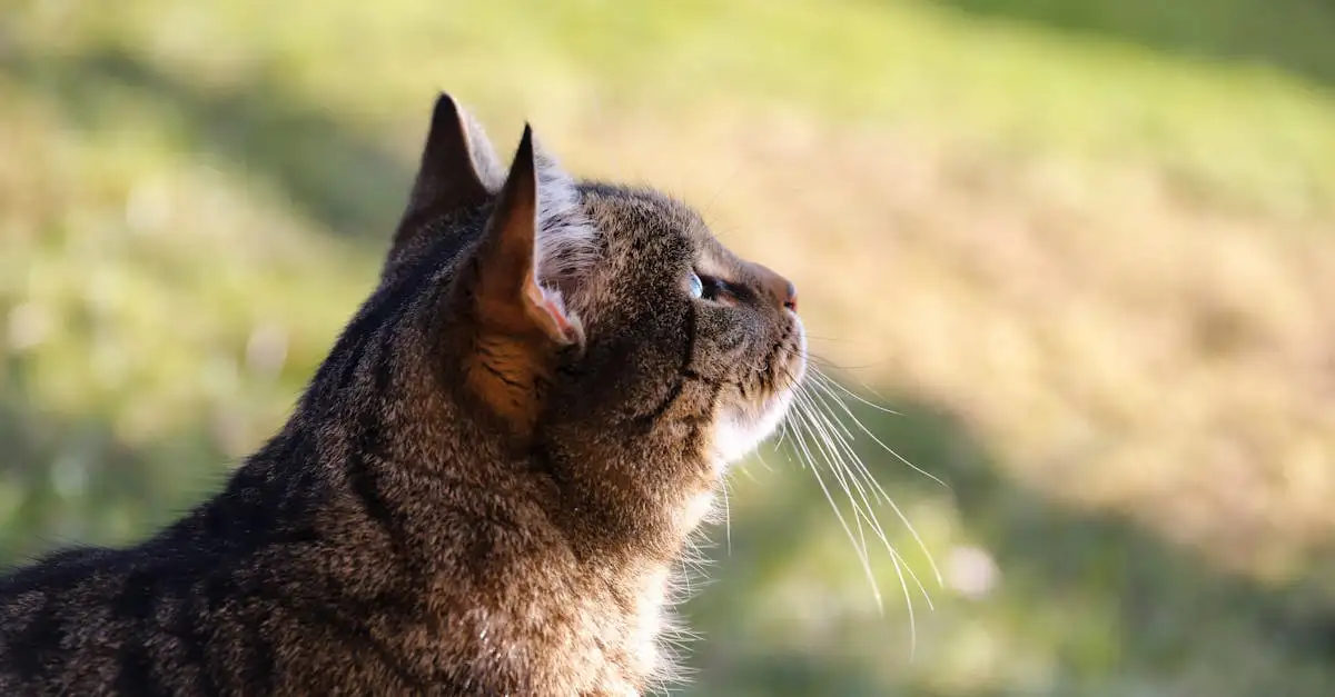 Quanto dura il calore nei gatti maschi?