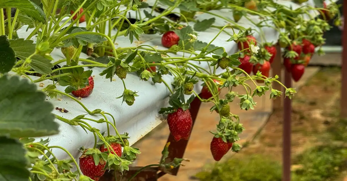 Quanto era cruciale l'agricoltura per la Rus' di Kiev?