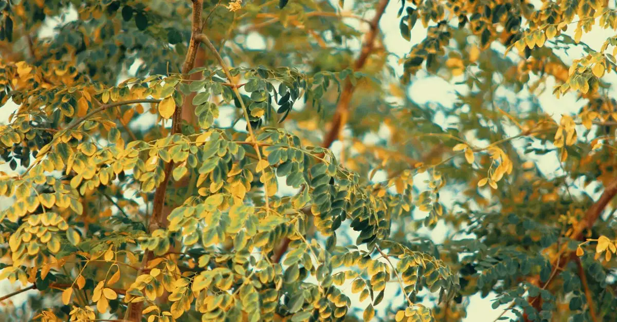 A cosa serve la moringa? Scopri i suoi benefici!