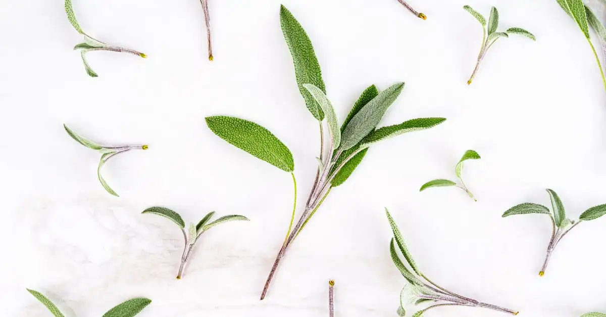 A cosa serve la salvia? Scopri i suoi benefici!