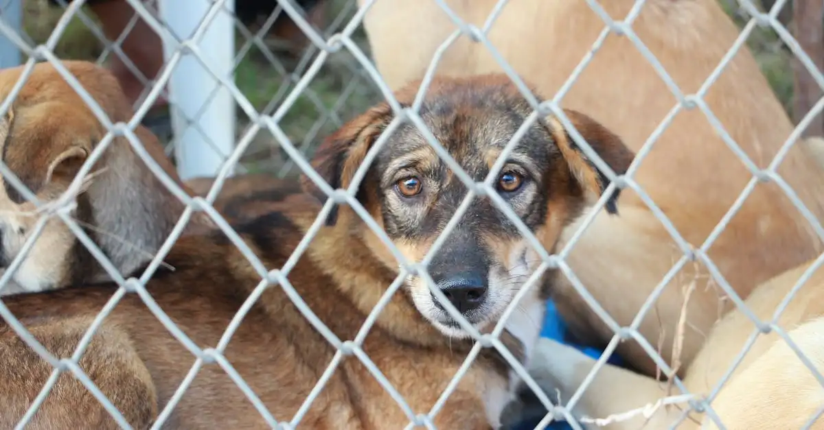 Cani e solitudine: come possono aiutarti?