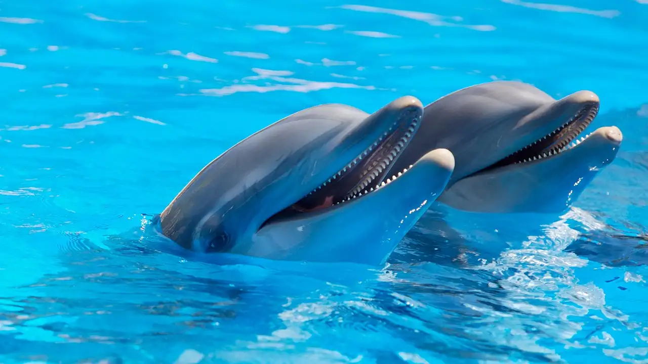 Come comunicano i delfini tra loro in modo efficace?