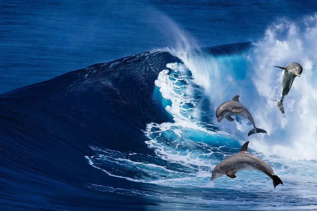 Come comunicano i delfini tra loro? Scoprilo qui!