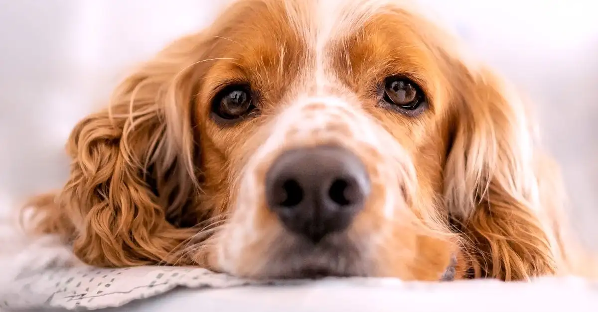 Come ha cambiato la selezione selettiva l'aspetto dei cani?