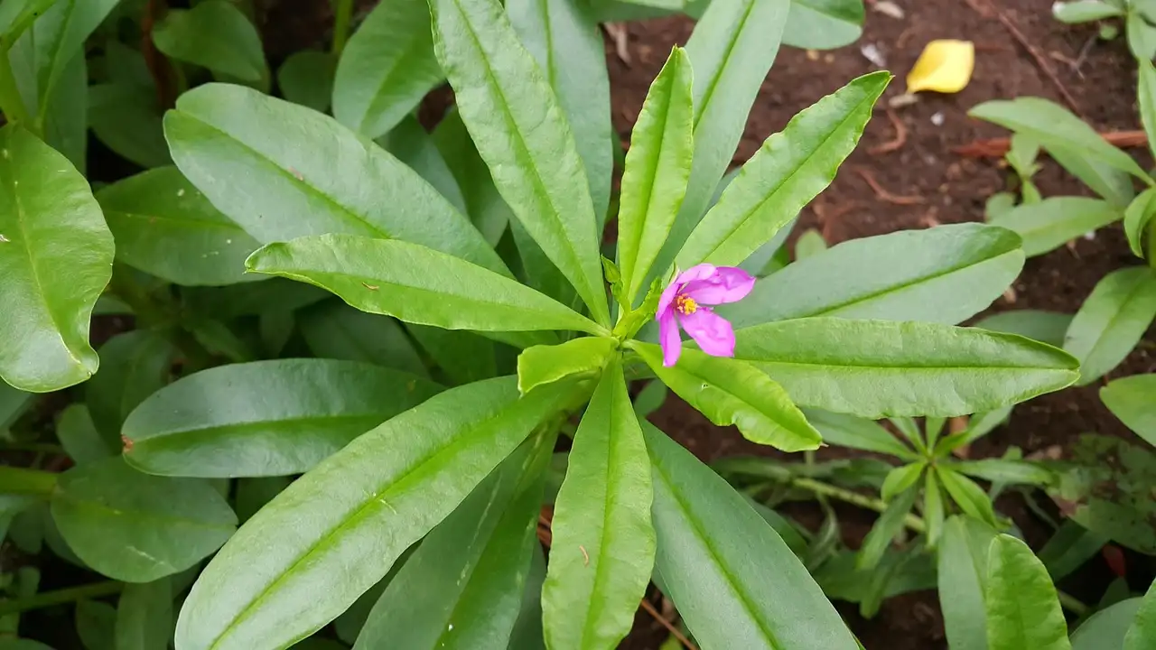 Come può il ginseng aumentare la tua energia?