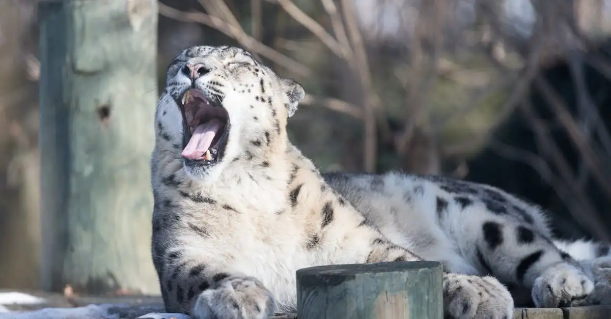 Come si adattano i gatti ai diversi climi del mondo?