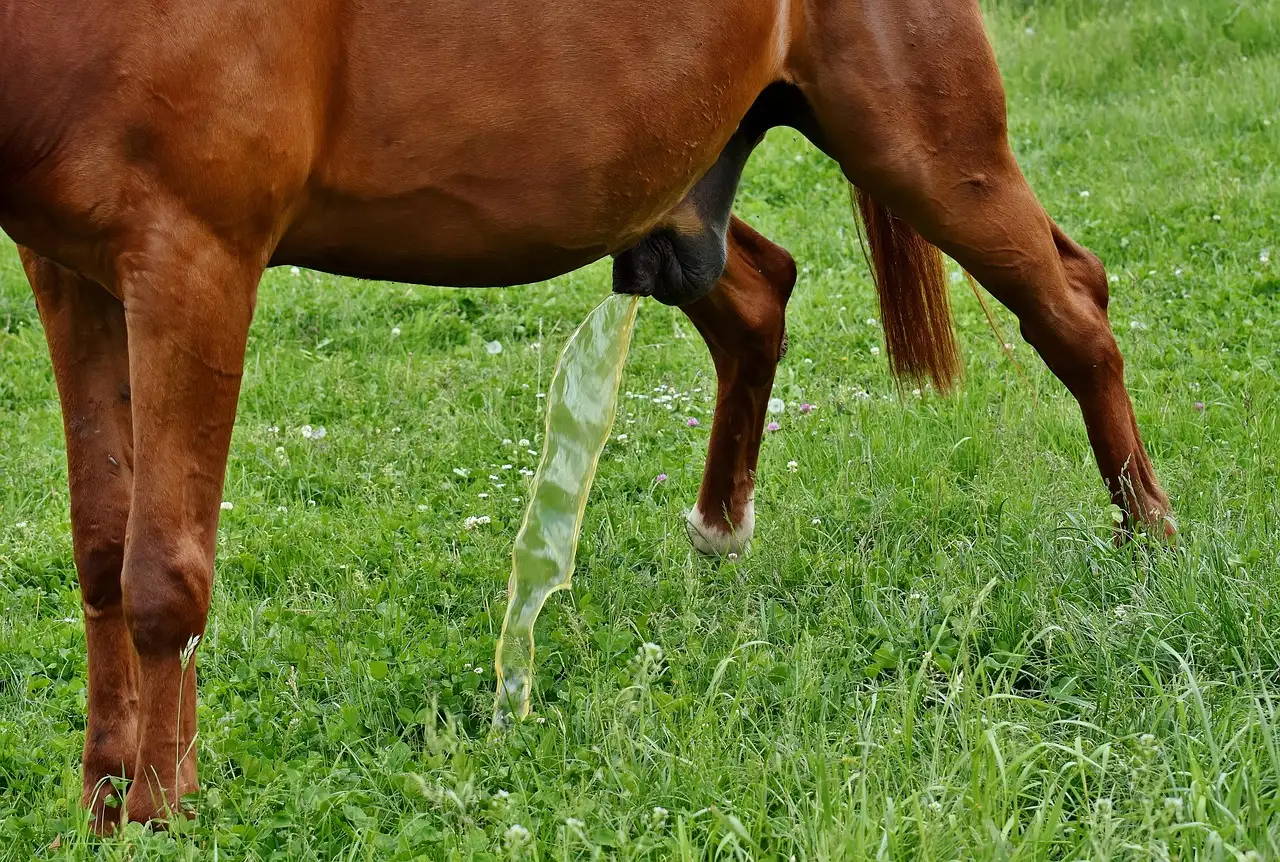 Cosa indica un Ewit di 4,2 nelle urine?