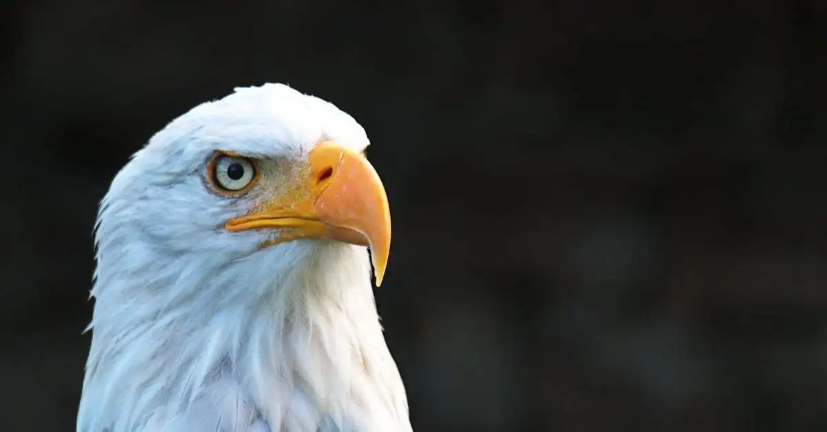 Cosa rende l'arpia il rapace più potente del mondo?