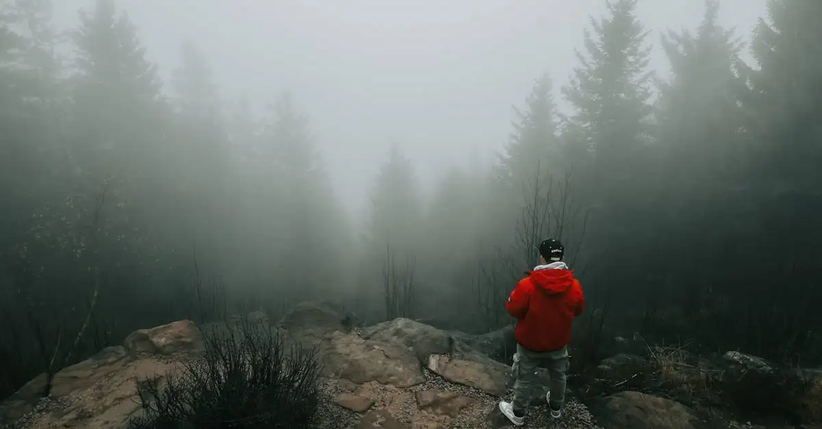 Dove trovare i migliori sentieri nella Foresta Nera?