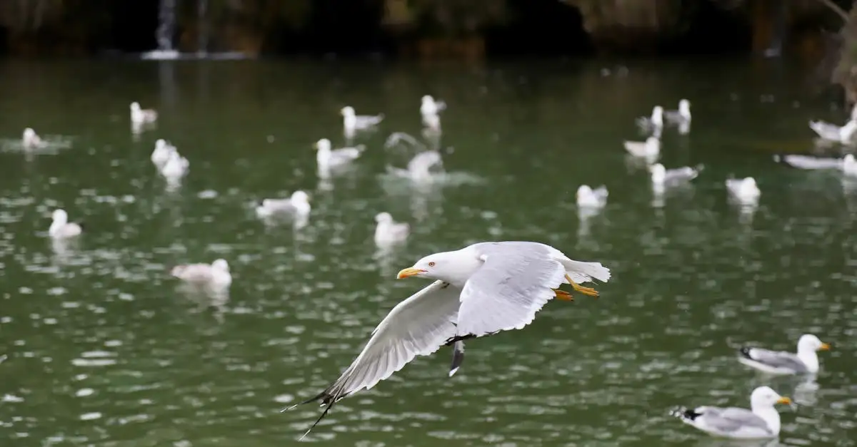 Gli uccelli possono dormire mentre volano? Scopri di più!