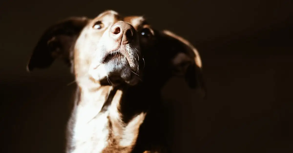 Perché i cani comprendono il linguaggio del corpo umano?