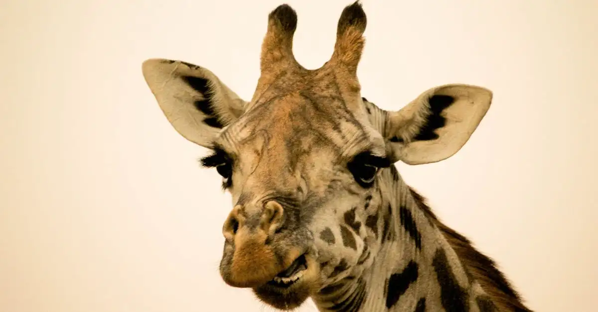 Perché la giraffa ha un collo lungo? Scopri le ragioni!