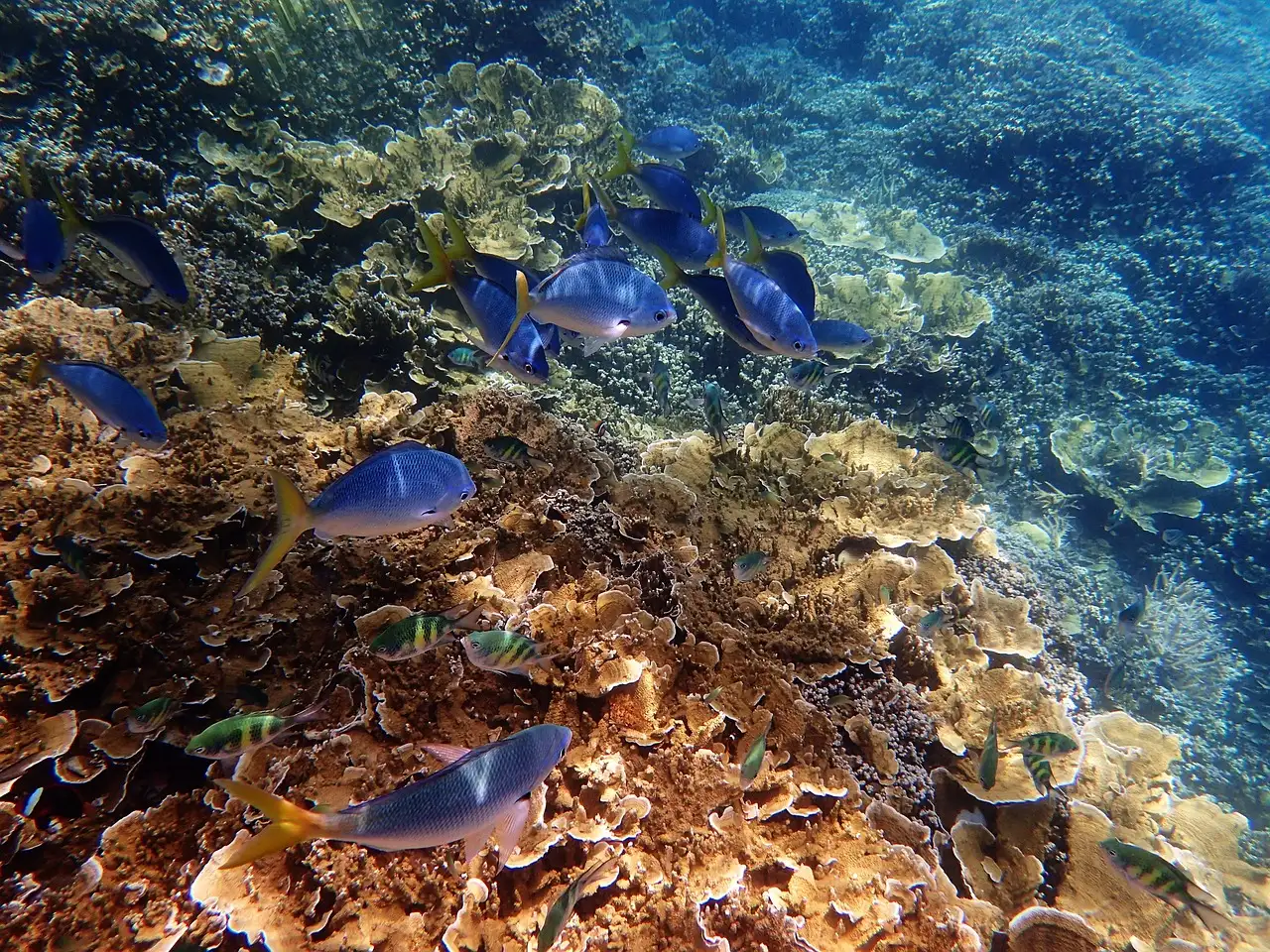 Perché la Grande Barriera Corallina è così affascinante?